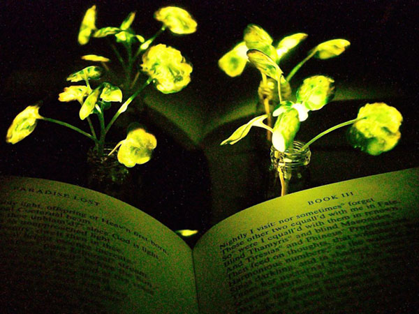 Une plante luminescente éclairant un livre